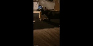 Un combat entre un chat et un chien