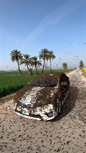 Understanding Honey Bees: Part 1