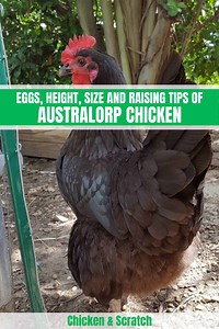 Discover Australorp Chicken: Eggs, Height, Size and Raising Tips