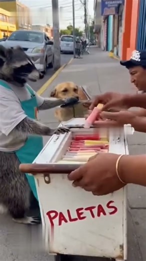 las paletas 😭#divertido #gracioso #mapaches #perros