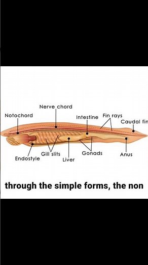 Understanding Animal Kingdom | Classification of Animals Made Easy