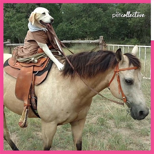 570K views · 9.7K reactions | The Labrador is easily one of the most iconic dog breeds, but how much do you really know about them? 瑩 | The Pet Collective | Facebook