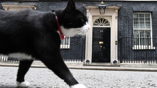 U.K.'s foreign office cat Palmerston shows up for duty in Bermuda