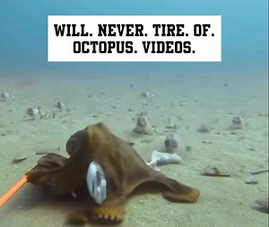 8.5M views · 60K reactions | Never. I mean it. #inspiration #animals #beauty | Brad Meltzer | Facebook