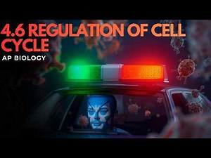 4.6 Regulation of Cell Cycle Deep Dive into Cdk–Cyclins & Cancer for AP Bio