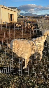 The key to the guard dogs being able to access other areas around the ranch are jump holes! 🙌 These are holes we cut into the fence that the dogs can jump thru but the goats usually don’t 😅 Since we live in a land where both black and grizzly bears, wolves, mountain lions, and coyotes call home, we strive to live in harmony with them. 🐻 The guard dogs are a great preventative measure simply by their presence and barks. However, a couple coyotes have tested the boundaries and were cut down by 