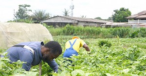 154 reactions · 36 shares | Passionné(e) de la terre et souhaitant...