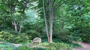1.2K views · 53 reactions | Join Brookside Gardens' plant collections manager Phil Normandy as he showcases the National Champion Paw Paw tree located at McCillis Gardens, a five-acre property in Bethesda donated to the Maryland-National Capital Park and Planning Commission in 1978. | Brookside Gardens, Montgomery Parks | Facebook