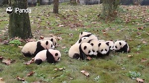 361K views · 6.5K shares | #Dujiangyan Panda babies on sale! Check this out! Free worldwide shipping! (Just kidding. These precious treasures are never for sale, not to mention on sale:p) | iPanda | Facebook