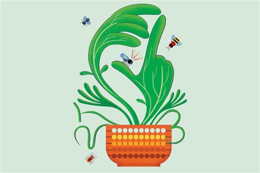 These plants have a surprising talent for maths | BBC Science Focus Magazine