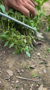 Slicing grass with a sharp tool! 🌿✂️ Clean, swift, and oddly satisfying. ✨ | Farming With Sharp Knife