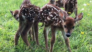 Inside a WNC 'fawn barn' for orphan deer: What do we owe struggling wildlife?