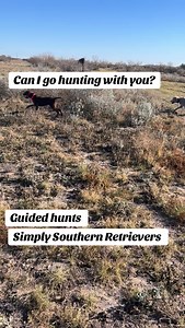 Guided hunts and training seminars | Simply Southern Retrievers, LLC