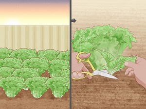 How to Plant Lettuce