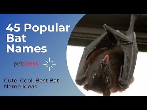 45 Popular Bat Names - Best Way To Name Your Pet Bat