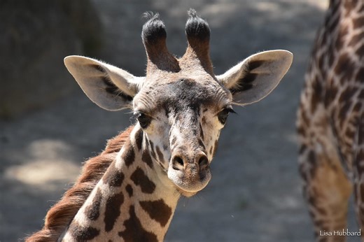 Step by Step: How Cincinnati Zoo Keeps Giraffes Healthy with Hoof Care - Cincinnati Zoo & Botanical Garden