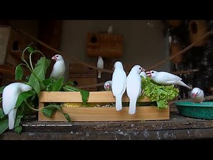 White Java Sparrow and Other Finches - End of July 2023
