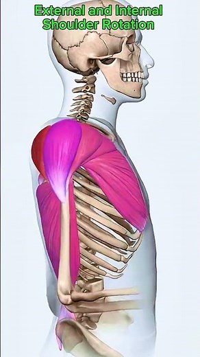External and internal shoulder rotation #muscle #anatomy