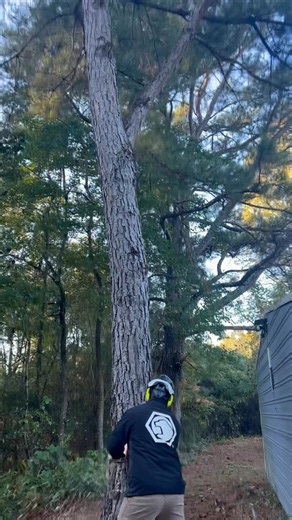 First 🌲 pine of the day! Call us for a free estimate (938)900-3447 | Williams Tree Co LLC