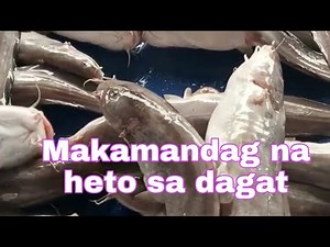 Heto o Hito sa Dagat | Iwasang matusok ng tinik dahil makamandag