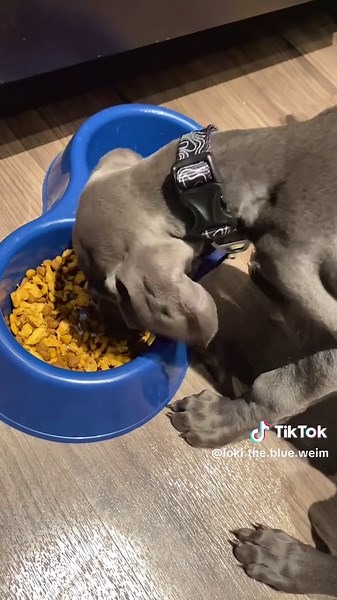 Throwback to when I was just a little pup! I gotta go though, my mom said she’s “sad I’m already two and a half” #weimaranersoftiktok #weimaranerpuppy