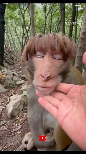 What Happens When a Monkey Gets Bangs?