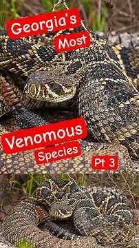 Venomous Snakes Of Georgia | Complete Guide To Every Species Pt 3