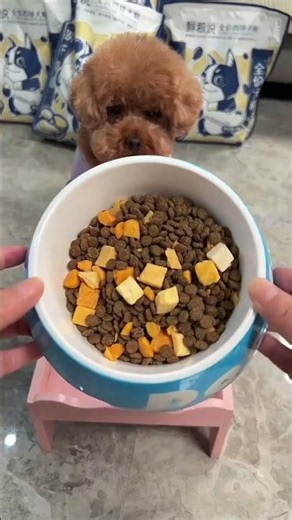 My Poodle Is Obsessed With This Dog Food 🐶 Best Nutrition Review
