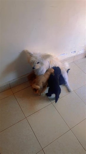 Muyu: The Table Genius for Sunday Fun