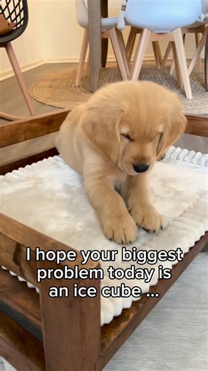 I hope that the biggest problem of your day is an ice cube. And may you never take puppy eyebrows for granted. It’s the simple things. | Hudson Stays Golden