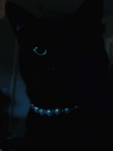 Pamela Mays (@pamela_j_mays)’s videos with Night and Day - Cole Porter