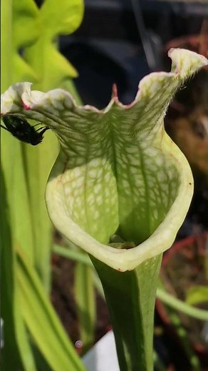 CARNIVOROUS PLANTS EATING time lapse, care, how they work