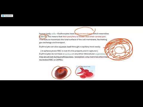 Erythrocyte ( Red Blood Cell )