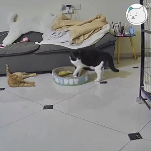 14K views · 536 reactions | Con đen: ??? -Tran- #tocmeo #meocomicsofficial #yeuthucung #videomeogiaitri #giaitri | Méo | Facebook