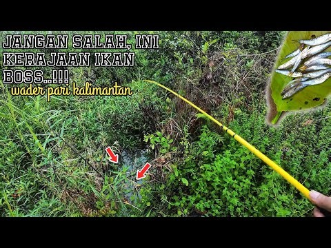 🔴JANGAN SALAH,SEMAK INI SARANG IKAN WADER PARI KALIMANTAN #microfishing 🍃