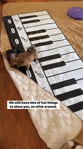 Havanese puppies | Hillside Havanese