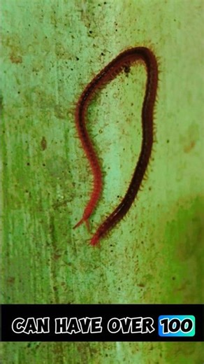 Soil Centipede Explained: The Underground Predator With 100+ Legs #SoilCentipede #CentipedeFact