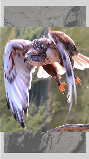 Ferruginous Hawk#FerruginousHawk