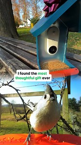 🚨 It’s here — Birdbuddy’s Black Friday Sale! Get up to 50% OFF the world’s first smart bird feeder 🐦 📸 Capture stunning HD photos & videos 📲 Get real-time alerts when birds visit 🔍 Identify 1000 species automatically Thousands of bird lovers already use Birdbuddy to reconnect with nature — now’s your turn. Hurry — this deal ends soon! | Birdbuddy