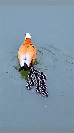 Exploring the Beauty of Nature's Birds