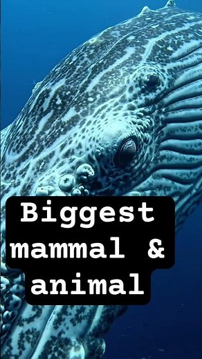 The biggest mammal & animal