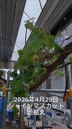 2026年4月29日５時「伸びすぎ注意！毎日ぶつかるブドウ問題」 #果樹栽培 #家庭菜園 #大人初心者 #園芸