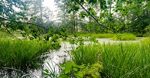 Environmental Consulting Services | Davey Resource Group | Davey Tree