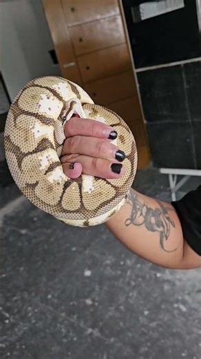 ball python bite #ballpython #snakes #python