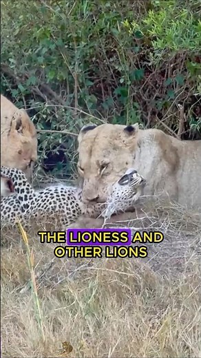 The mother leopard eats the lion cub in revenge