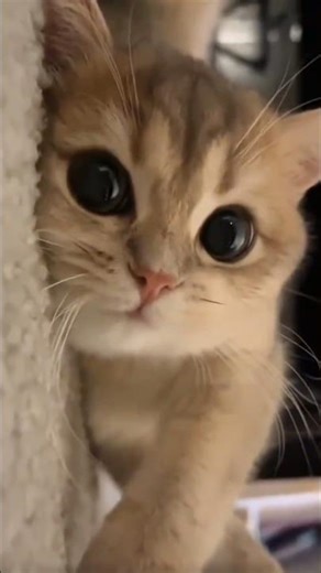🐾🐈 HEWAN TERNAK LUCU , Suara Binatang, Hewan Lucu