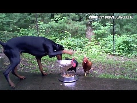 Distraction: Chickens take on Doberman