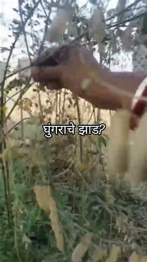 तुमचे उत्तर कमेंट्स मधे नक्की सांगा!! #घुंगरूचेझाड #marathi #today
