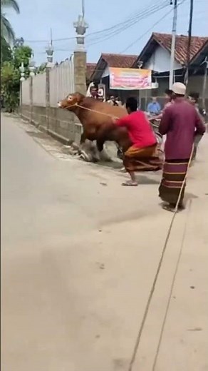 sapi ngamuk saat mau disembelih #cow #sapi