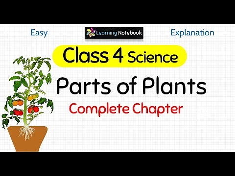 Parts of Plants (Complete Chapter)